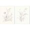 Nature Sketchbook by Danhui Nai 12" x 15" Canvas Wall Art (Set of 2)